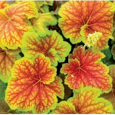 008. Гейхера Дельта Дон (Delta Dawn)