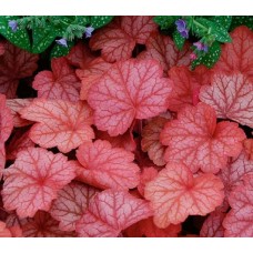 009. Гейхера Джорджия Пич (Georgia Peach)