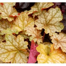 010. Гейхера Джинджер Эль (Ginger Ale)