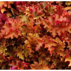 011. Гейхера Зиппер (Zipper)