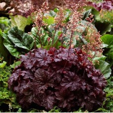 012. Гейхера Кайюн Файер (Cajun Fire)