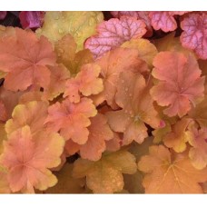 014. Гейхера Карамель (Caramel) 014. Гейхера Карамель (Caramel)