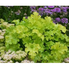 015. Гейхера Лайм Раффлз (Lime Ruffles)