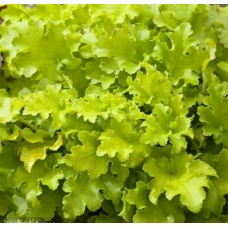 016. Гейхера Лайм Мармелад (Lime Marmalade)