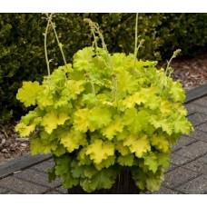 017. Гейхера Лемон Лав (Lemon Love) 017. Гейхера Лемон Лав (Lemon Love)
