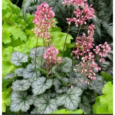 018. Гейхера Литтл Кьюти Пепперминт (Little Cutie Peppermint)