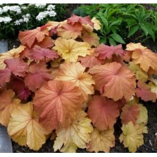 019. Гейхера Мега Карамель (Mega Caramel)