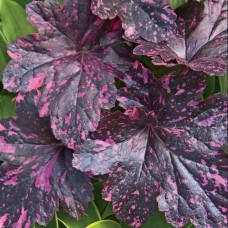 020. Гейхера Миднайт Роуз Селект (Midnight Rose Select)