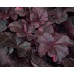 020. Гейхера Миднайт Роуз Селект (Midnight Rose Select)