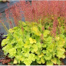 021. Гейхера Нозерн Экспожэ Лайм (Northern Exposure Lime)