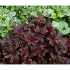 022. Гейхера Обсидиан (Obsidian)