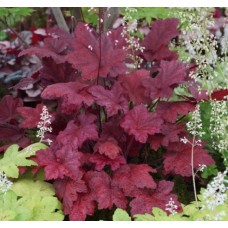 023. Гейхера Отумн Ливс (Autumn Leaves)