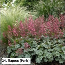 024. Гейхера Париж (Paris)