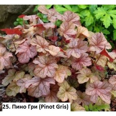 025. Гейхера Пино Гри (Pinot Gris)