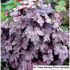 026. Гейхера Плам Каскад (Plum Cascade)