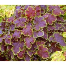 032. Гейхера Солар Эклипс (Solar Eclipse)