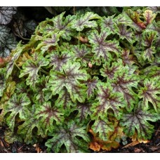 033. Гейхера Тапестри (Tapestry)