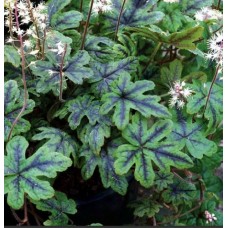 039. Гейхера Хэппи Трейлс (Happy Trails), ампель