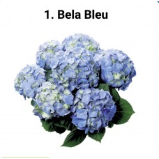 001. Гортензия крупнолистная Bela Bleu