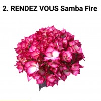 002. Гортензия крупнолистная RENDEZ VOUS Samba Fire
