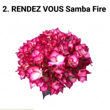 002. Гортензия крупнолистная RENDEZ VOUS Samba Fire