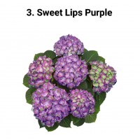 003. Гортензия крупнолистная Sweet Lips Purple (2023)