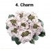 004. Гортензия крупнолистная Charm