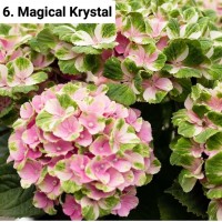 006. Гортензия крупнолистная Magical Krystal