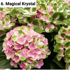 006. Гортензия крупнолистная Magical Krystal