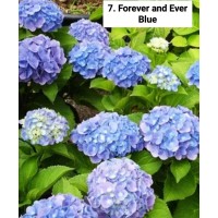 007. Гортензия крупнолистная Forever and Ever Blue