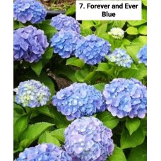 007. Гортензия крупнолистная Forever and Ever Blue
