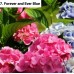 007. Гортензия крупнолистная Forever and Ever Blue