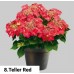 008. Гортензия крупнолистная Teller Red