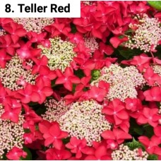 008. Гортензия крупнолистная Teller Red