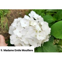 009. Гортензия крупнолистная Madame Emile Mouillere