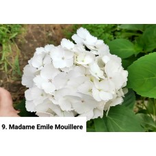 009. Гортензия крупнолистная Madame Emile Mouillere