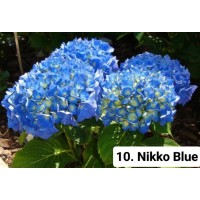 010. Гортензия крупнолистная Nikko Blue