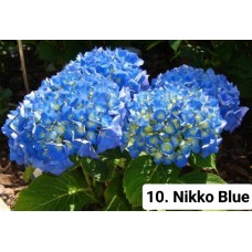010. Гортензия крупнолистная Nikko Blue