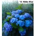 010. Гортензия крупнолистная Nikko Blue