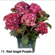 011. Гортензия крупнолистная Red Angel Purple