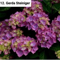 012. Гортензия крупнолистная Gerda Steiniger