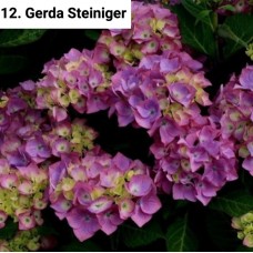 012. Гортензия крупнолистная Gerda Steiniger
