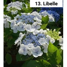 013. Гортензия крупнолистная Libelle