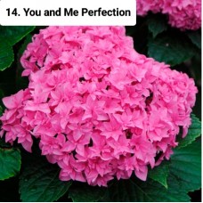 014. Гортензия крупнолистная You and Me Perfection