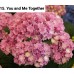 015. Гортензия крупнолистная You and Me Together