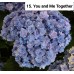 015. Гортензия крупнолистная You and Me Together