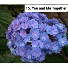 015. Гортензия крупнолистная You and Me Together