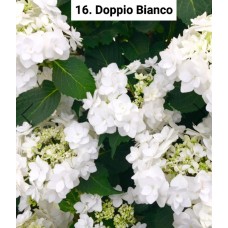 016. Гортензия крупнолистная Doppio Bianco