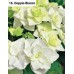 016. Гортензия крупнолистная Doppio Bianco