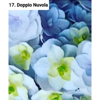 017. Гортензия крупнолистная Doppio Nuvola
